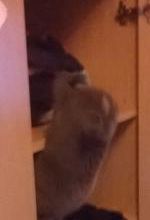 Armoire à chats