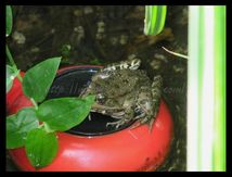 Grenouille Pelophylax sp.