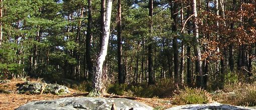 Fontainebleau - 1 -