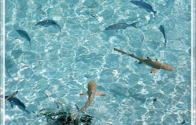 Même ceux qui n'aiment pas mettre la tête sous l'eau, peuvent voir des poissons : ici des bébés requins pointes noires vus du restaurant - Moofushi - Atoll d'Ari - Maldives