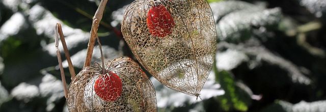 La cage de l'amour à la fin de l'hiver...