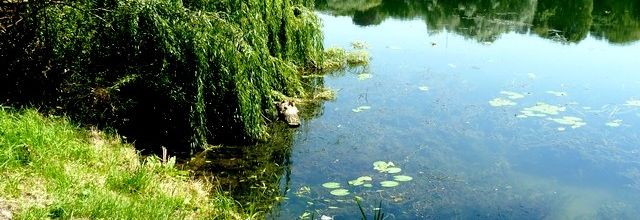 Un crocodile dans la Moselle...