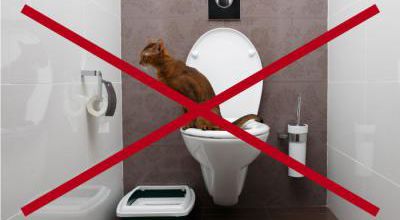 Un chat aux toilettes