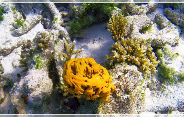 Eponge orange - Snorkeling à Thudufushi - Atoll d'Ari - Maldives