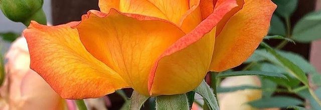 LE TEMPS DES ROSES