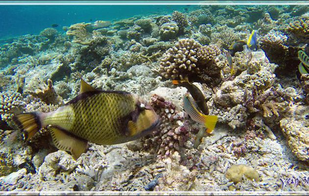 Baliste à moustache ou titan, Giant trigger-fish (Balistoides viridescens) - Snorkeling à Athuruga - Atoll d'Ari - Maldives