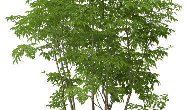 Ѽ Vegetation 