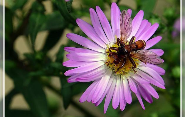 Une mouche à l'abdomen enroulé ventralement : le Conopide Sicus ferrugineux (Sicus ferrugineus) - Lartigau - Milhas - 31