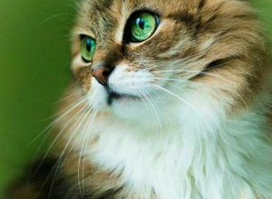 Les Chats en citations