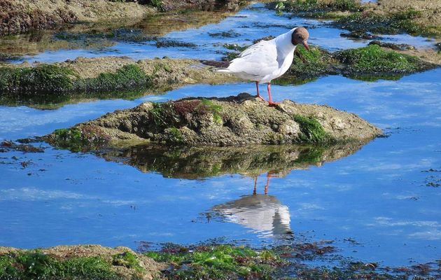 des oiseaux à Piriac