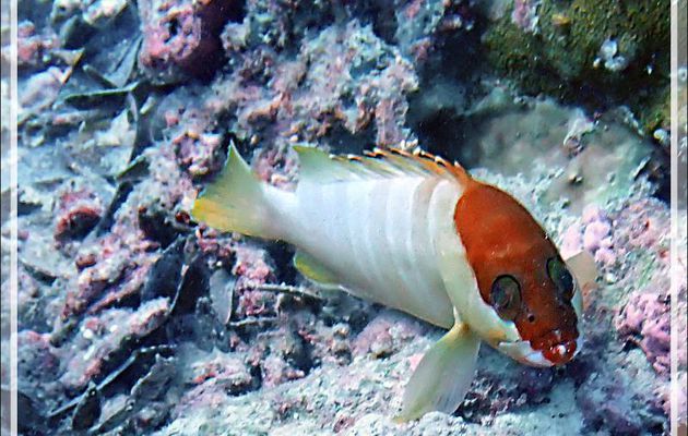 Mérou oriflamme ou pointes noires, livrée blanche (Epinephelus fasciatus) - Plongée à l'île Bijoutier - Seychelles