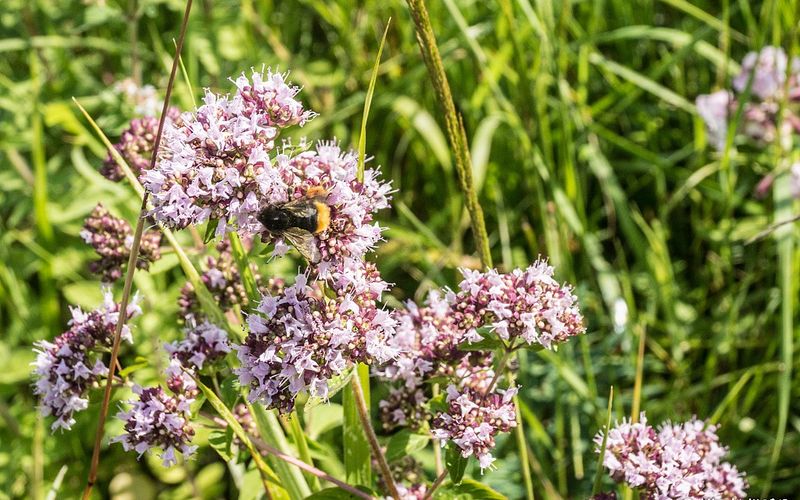 Au pays sous la mer - 2