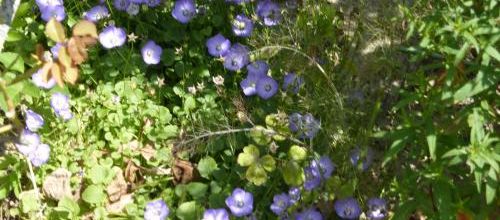 Le jardin en été