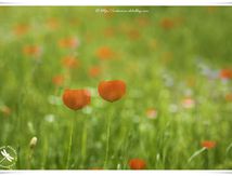 Jeu de superposition sur coquelicots