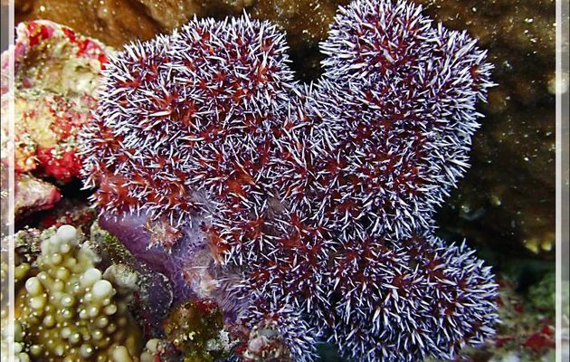 Coraux mous (alcyonaires) : épineux et indéterminés  - Tétons - Tsarabanjina - Nosy Mitsio - Madagascar
