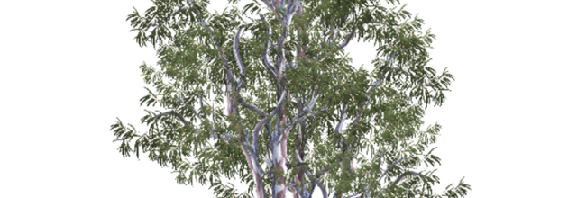 Ѽ Vegetation 
