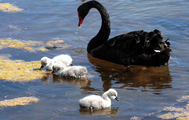 Naissances chez les cygnes noirs - Ars-en-Ré - Ile de Ré - 17
