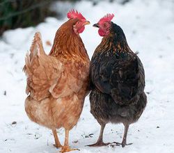 Les poules en hiver