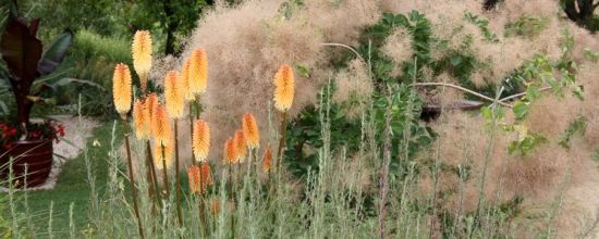 Kniphofia hybride 'Tawny King'
