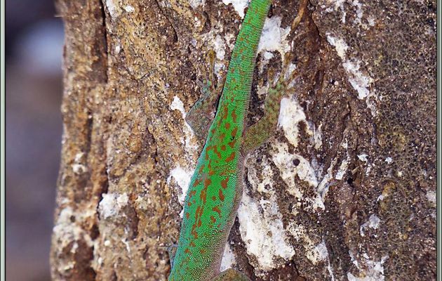 Gecko vert des Seychelles (Phelsuma astriata astriata) - Bird Island - Seychelles