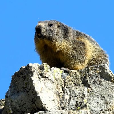 Chasse photographique "La Marmotte"