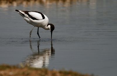 Quelques oiseaux au Teich