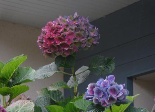 La coloration d'automne des hortensias