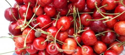 Le temps des cerises