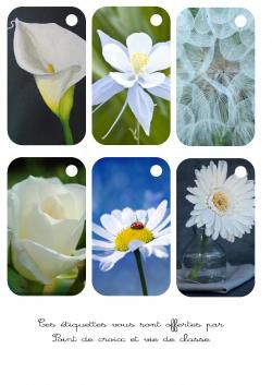 Cartonnettes fleurs blanches