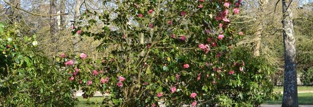 Rambouillet : Dès que le printemps revient (2)