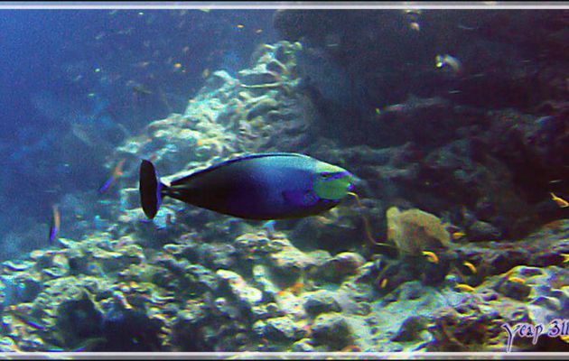Nason zébré ou Nason à gros nez , Bignose unicornfish (Naso vlamingii) - Himandhoo Kandu - Atoll d'Ari - Maldives