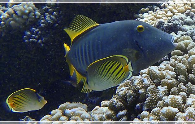 Monacanthe rayé, Arbalétrier gris, Barred filefish (Cantherhines dumerilii), Papillon coucher de soleil, Sunset butterflyfish (Chaetodon pelewensis) - Passe Tumakohua - Atoll Fakarava - Polynésie