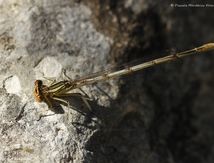 Pennipatte blanchâtre  - Platycnemis latipes