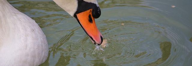 Canal de l'Ourcq, bassin de la Villette : Le Cygne 