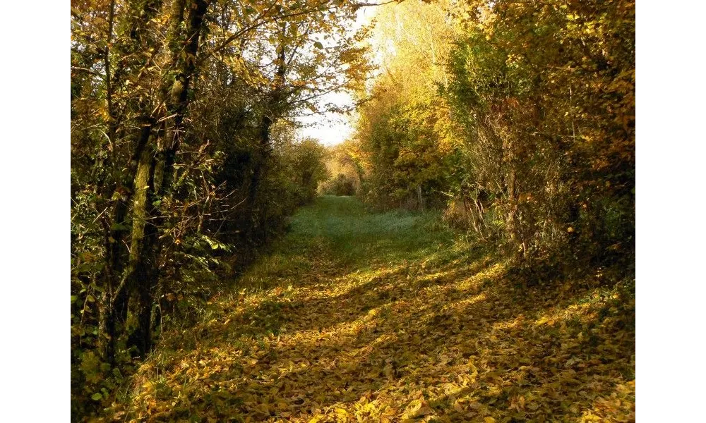 CIRCUIT DE LA FONTAINE JANVIER (Seine-et-Marne - 77)