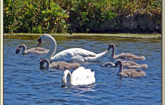 Petits et grands cygnes - La Couarde-sur-Mer - Ile de Ré - 17