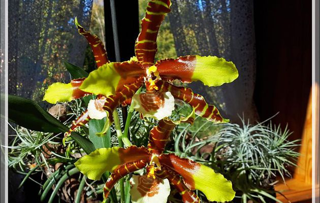 Orchidée Rossioglossum grande (origine : un bulbe ramené du Guatemala en 1994) - Lartigau - Milhas - 31