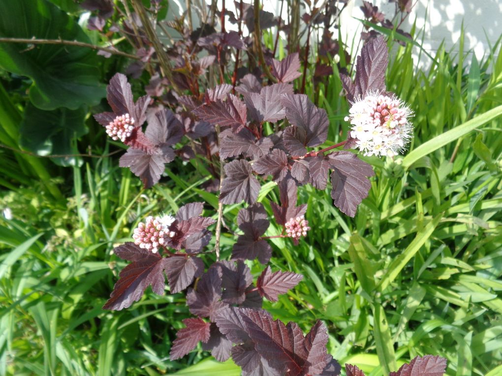 fleurs 