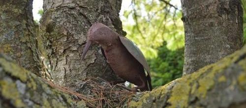 ... oh, le bel oiseau...!!!