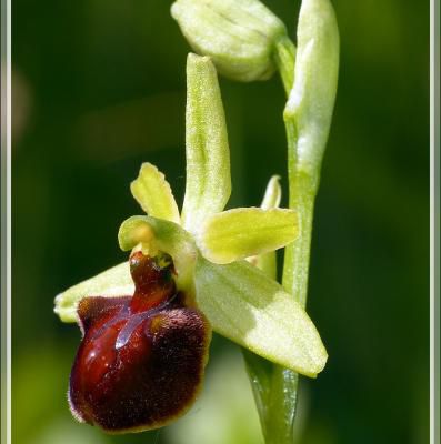 Ophrys araignée (Ophrys aranifera) sous réserves - Boulogne-sur-Gesse - 31