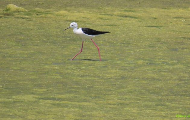 des oiseaux sur L'Ile de Ré  - 6