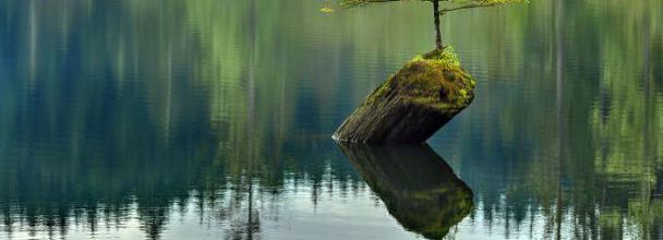La vie trouve un chemin 2/2