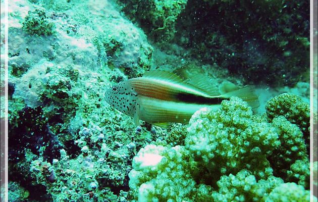 Poisson-faucon de Forster ou à taches de rousseur, Épervier à bande noire ou à tête ponctuée, Forster's hawkfish, Blackside hawkfish (Paracirrhites forsteri) - Moofushi - Atoll d'Ari - Maldives