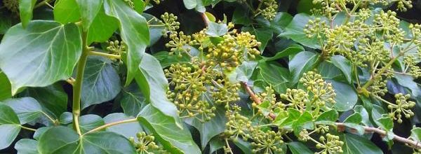 Plantes vertes , bienfaits 