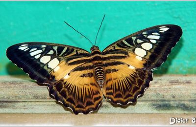 Clipper Brun (2) - Parthenos Sylvia