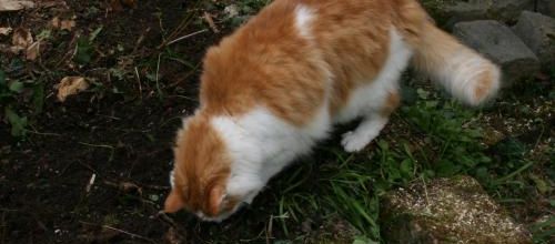 Jardinage de chat !!