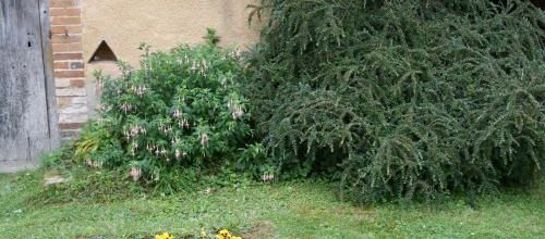 Joli buisson !!