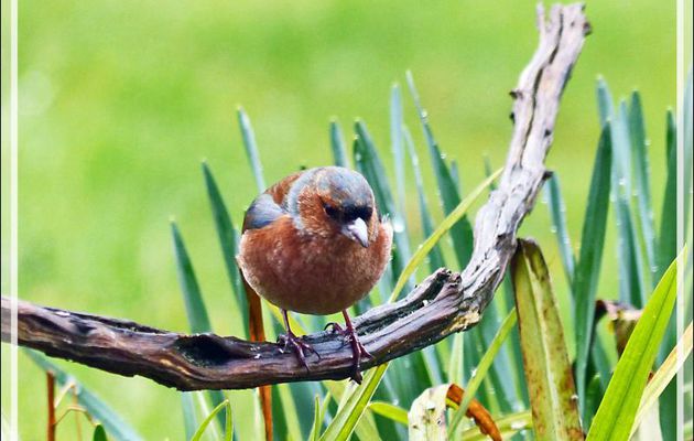 Pinson des arbres, Common Chaffinch (Fringilla coelebs) - Lartigau - Milhas - 31