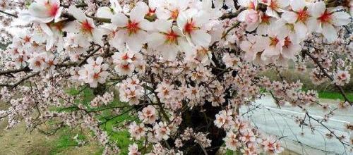 La magie du printemps