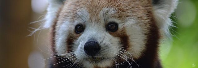 Ménagerie du Jardin des Plantes : Panda Roux